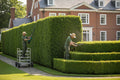 Hedge Trimming