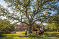 Tree Work